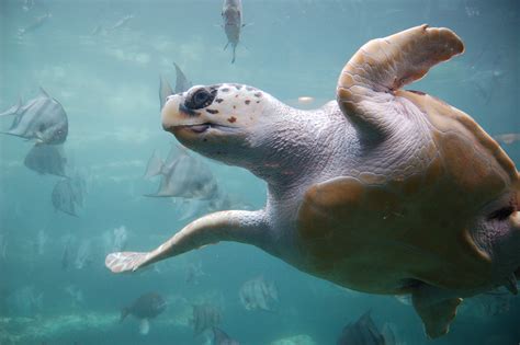 fileloggerhead sea turtlejpg wikipedia