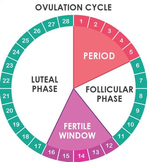 how long after ovulation does your period start