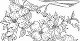 Coloring Dogwood Flower Sheets Cardinal sketch template