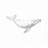 Whale Humpback Print Society6 Drawing Tattoo Sketch Illustration Pages Coloring Baleine Dessin Color Drawings Bosse Whales Artwork Painting Tattoos Getdrawings sketch template