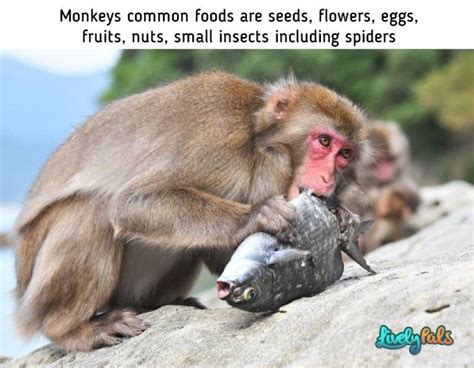 interesting fun facts  monkeys   didnt