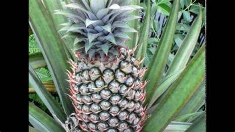 top  pineapple producing states  indiapineapple youtube