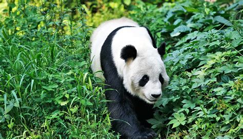 giant panda in natural habitat