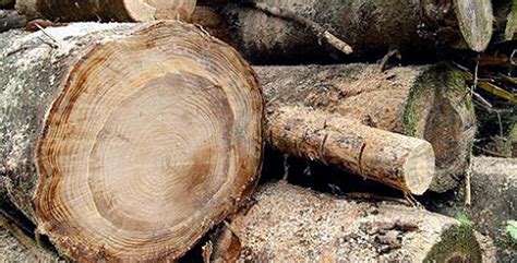 tree ring science takes   modern age  science