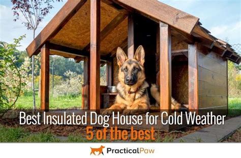insulated dog house  cold weather     practical paw  dog lovers toolkit