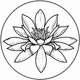 Lilies Colouring sketch template