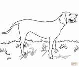 Coloring Coonhound Redbone Dog Labrador Drawing Lab Dane Coon Printable Dogs Drawings Retriever Supercoloring Colouring Pyrenees Draw Chow Adult Getdrawings sketch template