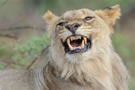 young male lion male lion pilanesberg nature reserve
