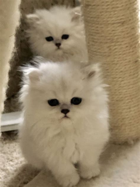pure white cats  adoption