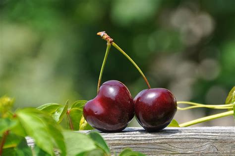 close  photography   red cherry fruit  stock photo