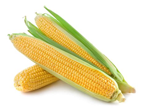 corn    season harvest