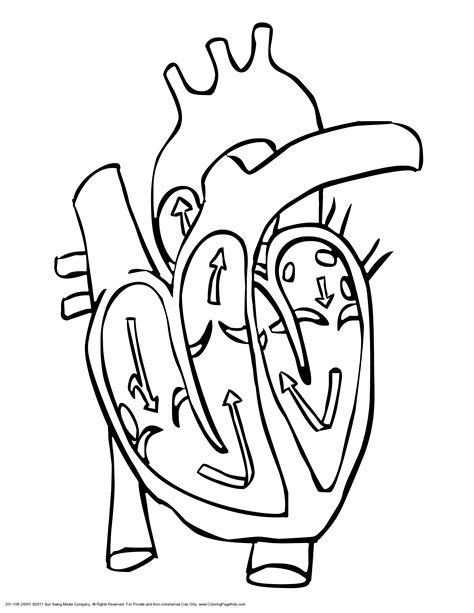 top human heart coloring pages