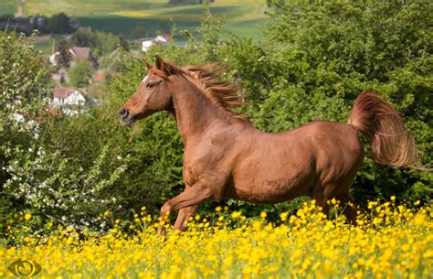 horse running mane grace summer meadow wallpapers hd desktop  mobile backgrounds
