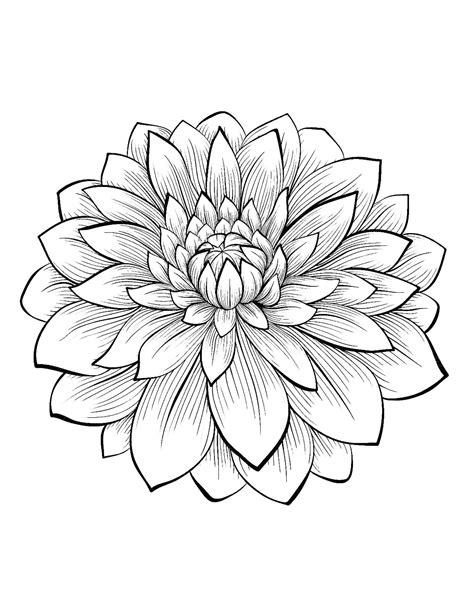 dahlia flowers kids coloring pages
