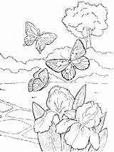 Coloring Flower Iris Pages Library Clipart Butterfly Spring Popular sketch template