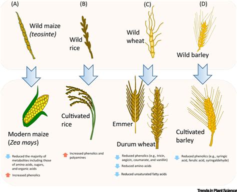 domestication  crop metabolomes desired  unintended consequences trends  plant science
