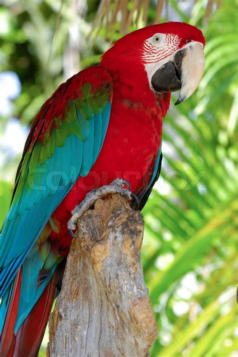papagei posiert stock bild colourbox
