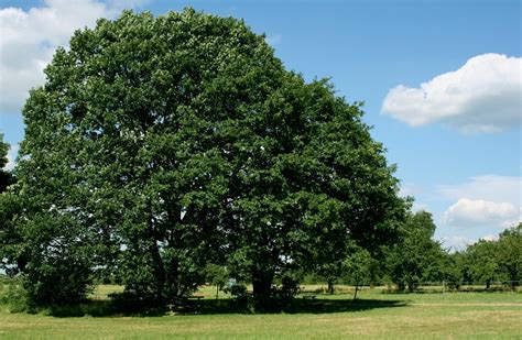 oak tree  summer  photo  freeimages