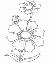 Cosmos Coloring Purple Pages Flower Flowers Drawing Template Saxifrage Getdrawings sketch template