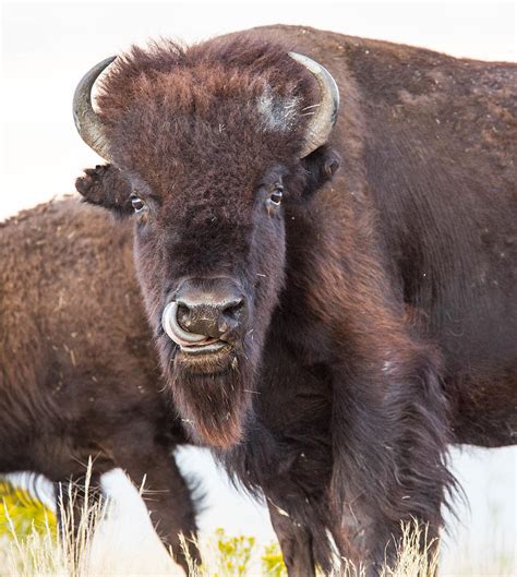 buffalo photograph  james zebrack fine art america