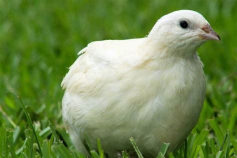 quail breeds  pets  eggs farm animal pet