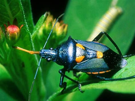 beetle animal wildlife