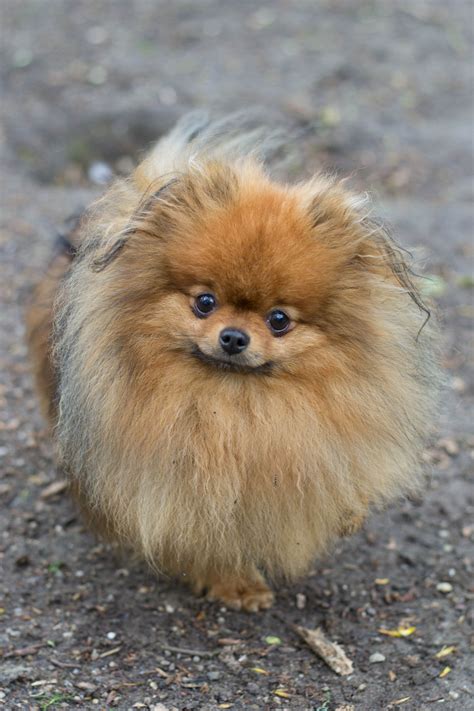 pluis kleine hond hondje pinterest pomeranians  dog