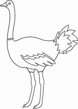 Ostrich Coloring Emu Clip Template Pages Outline Colorable Line Bird Sketch Sweetclipart Fish sketch template