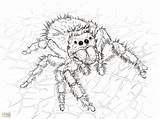 Getcolorings Scary Spiders sketch template