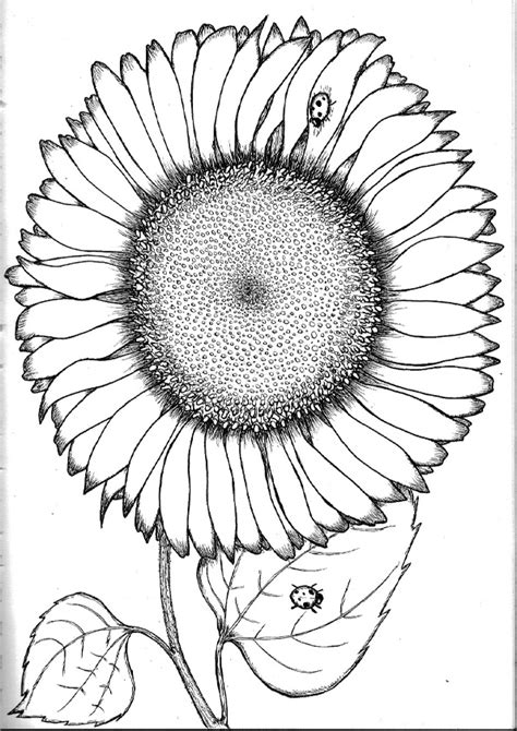 coloring pages sunflower coloring pages  kids