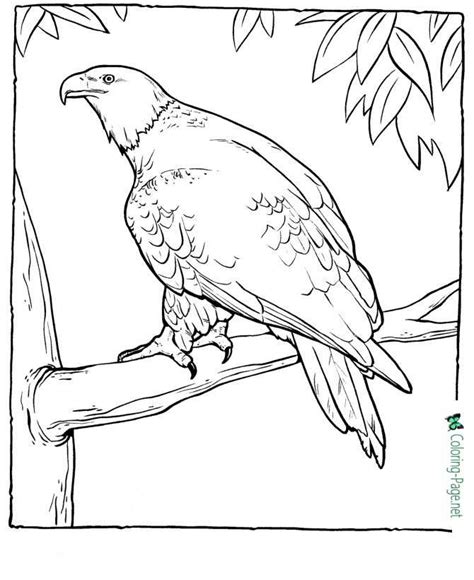 american eagle coloring pages