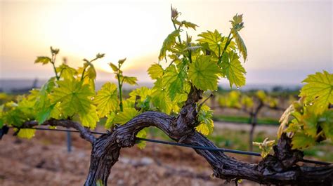 vines grow wine spirit education trust