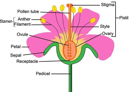 plant parts flower diagram    main parts   plants reproductive parts parts