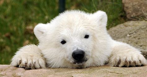 Here S Flocke Germany S Latest Polar Bear Cub