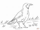 Crow Coloring Pages Getcolorings sketch template