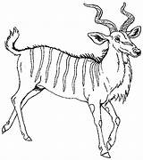 Antelope Coloring Kudu Pages Animals Janbrett Printable Mural Hhl Reversed Drawing Kb sketch template