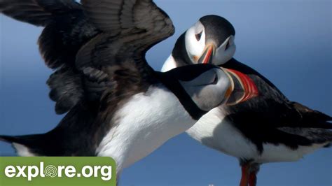 fascinating facts  puffins  stop learning youtube