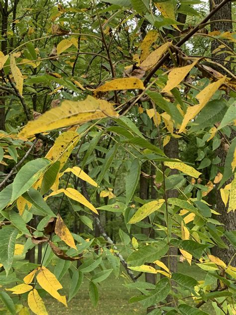 why are my walnut trees dropping their leaves purdue extension