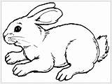 Ausmalbilder Hase Hasen Ausdrucken sketch template