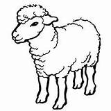 Sheep Coloring Designlooter Big sketch template