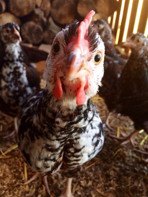 speckled sussex chickens backyard chicken breeds rhode island red rooster