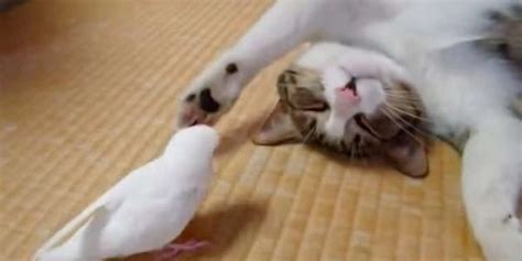 Bird Wakes Up His Sleeping Cat With Little Kisses The Dodo