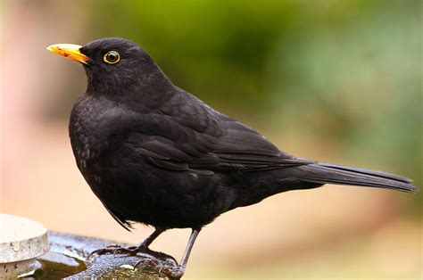 filecommon blackbird  david frieljpg