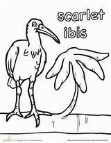 Ibis Scarlet Coloring Clipart Designlooter 300px 84kb 8kb 389px sketch template
