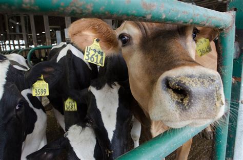 farm bill  dairys margin protection program agdaily