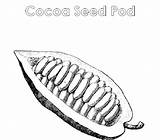 Cocoa Bean Coloring Pod Seed Color Atozkidsstuff Pages Sketch Template sketch template