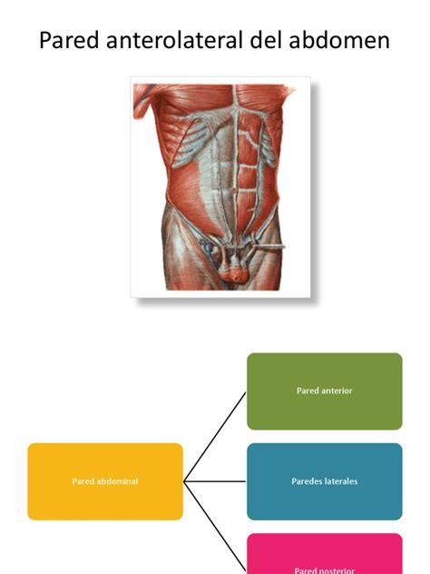 Anatomia De Abdomen Abdomen Anatomía De Los Primates