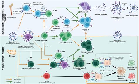 frontiers adaptive immune responses  immunity  sars