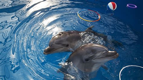 dolphins adorable playful   smart     npr