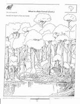Rainforest Amazon Coloring Animals Pages Tropical Regenwald Layers Forest Colouring Printable Malvorlage Rain Worksheets Tiere Choose Board Kindergarten sketch template